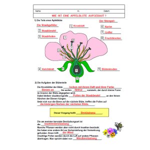 Arbeitsblätter - Die Apfelblüte