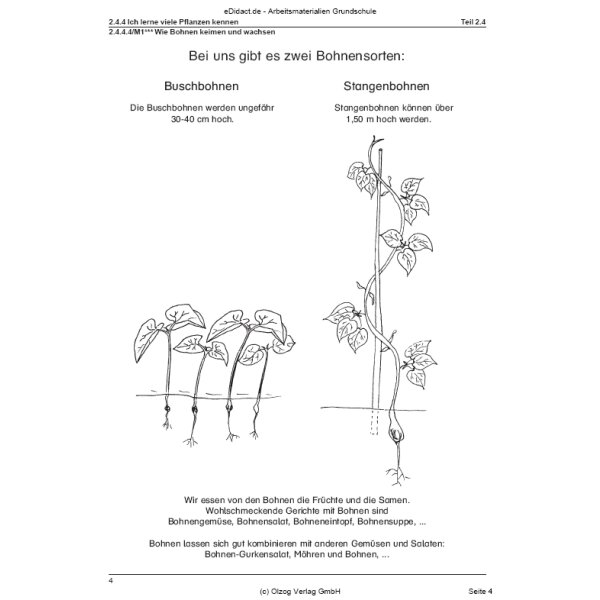 Wie Bohnen keimen und wachsen (3.-4. Klasse)