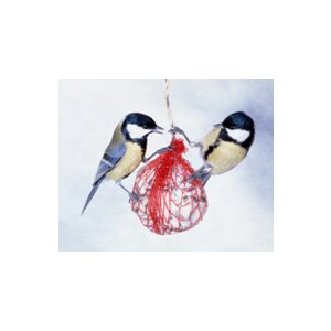 Vögel im Winter - Tipps und Regeln zur Fütterung