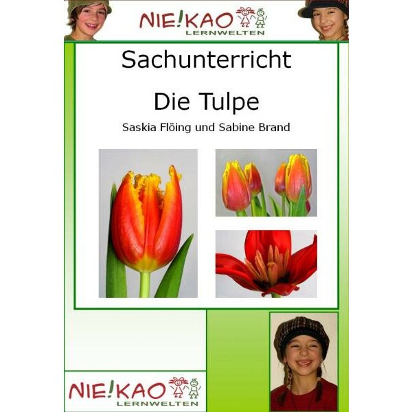 Die Tulpe