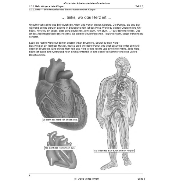 Die Rundreise des Blutes durch meinen Körper (3.-4. Klasse)