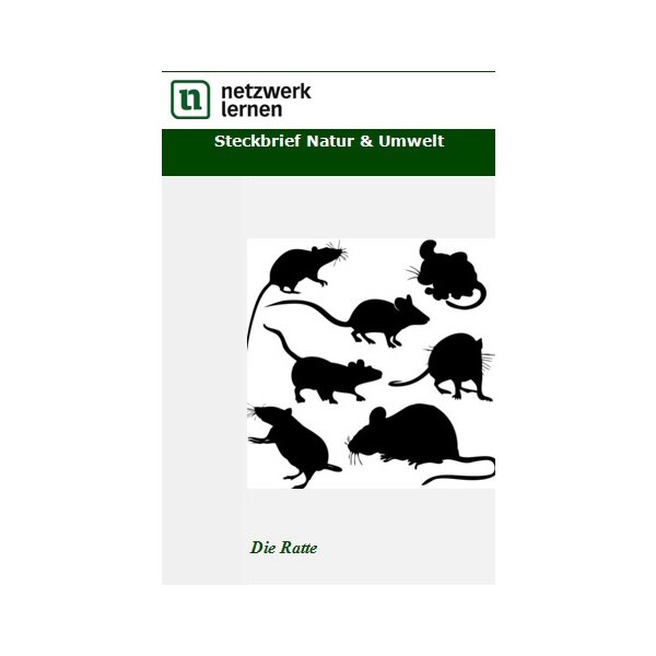 Steckbrief Natur und Umwelt: Die Ratte