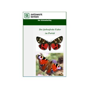 Der Schmetterling - der farbenfrohe Falter im Porträt