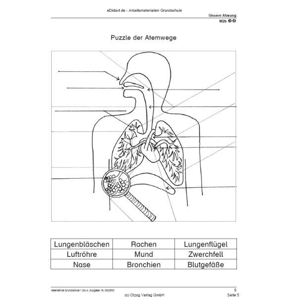 Unsere Atmung (3.-4. Klasse)