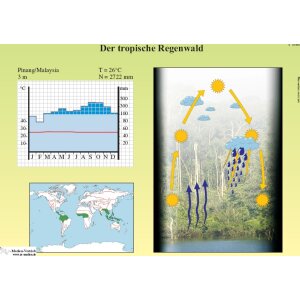 Der tropische Regenwald