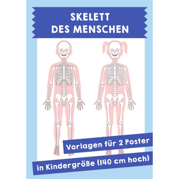 Skelett des Menschen. Vorlagen für 2 Poster des menschlichen Skeletts in Kindergröße