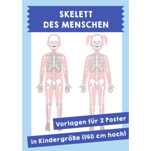 Skelett des Menschen. Vorlagen für 2 Poster des...