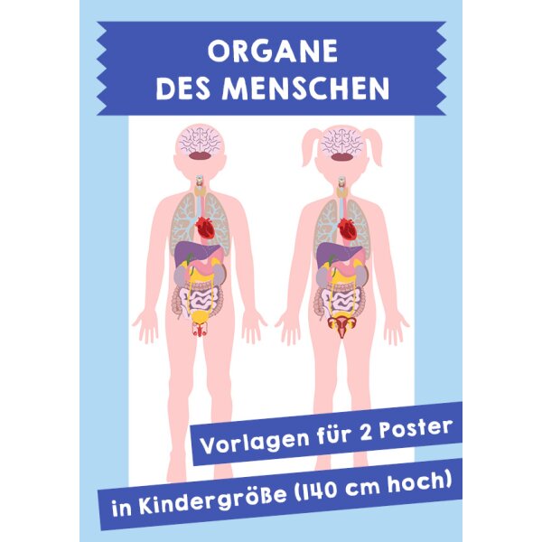 Organe des Menschen. Vorlagen für 2 Poster in Kindergröße