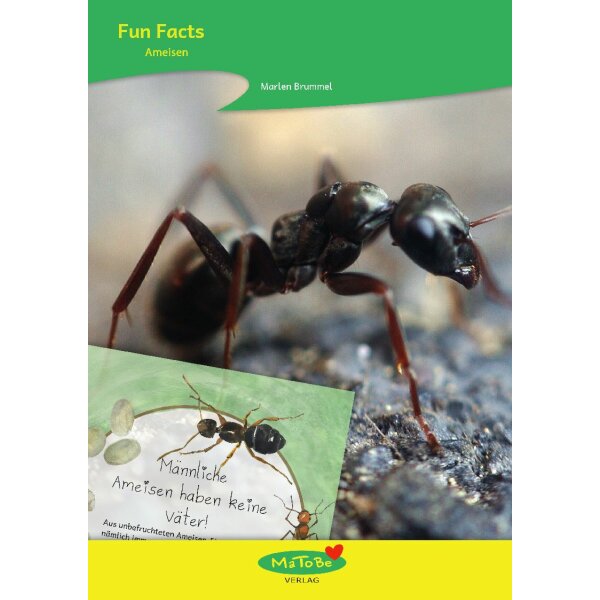 Ameisen - Fun Facts