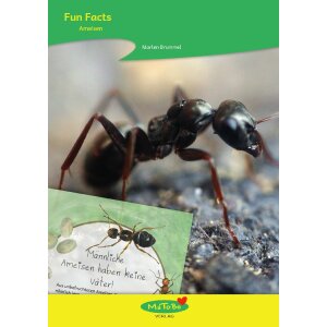 Ameisen - Fun Facts