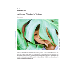 Insekten und Wirbeltiere im Vergleich Klasse 5/6
