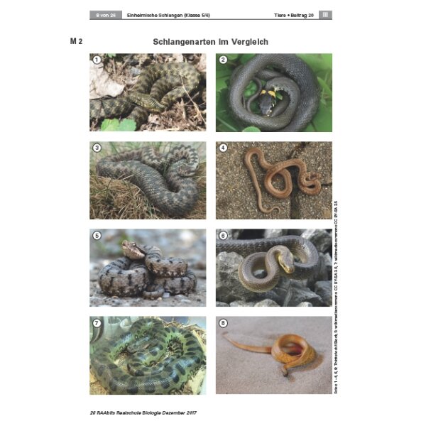 Einheimische Schlangen - Körperbau, Lebensweise und Gefährdung