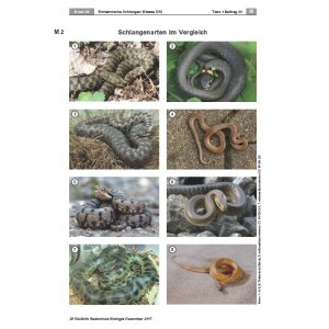 Einheimische Schlangen - Körperbau, Lebensweise und...