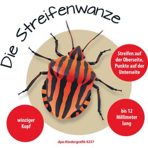 Die Streifenwanze - Kindergrafik