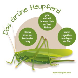 Das Grüne Heupferd - Kindergrafik