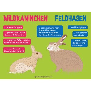 Wildkaninchen / Feldhase - Kindergrafik