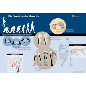 Die Evolution des Menschen - Postervorlage