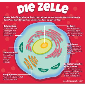 Die Zelle - Kindergrafik