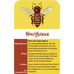 Typen der Honigbiene - Kindergrafik
