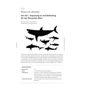 Der Hai - Anpassung und Bedeutung an das Ökosystem Meer