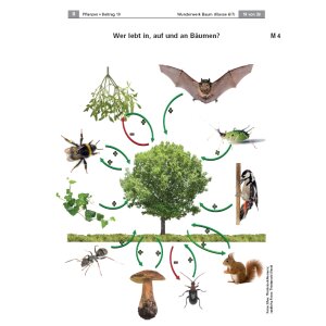 Wunderwerk Baum - Lebensform und Lebensraum